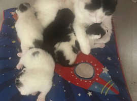 Kitten 4 availble