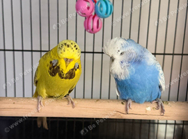 Exhibition budgies & cage