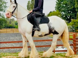 Chunky cob - allrounder