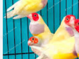 Wanted cock gouldion finch