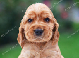 Wanting a dog or pup