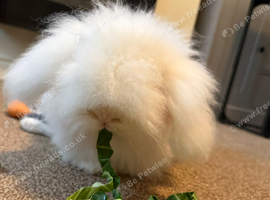 Rabbit for a loving home.