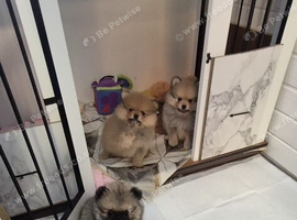 Pomeranian 3 boy