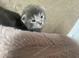 Half British half Turkish angora