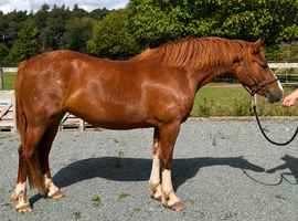 STUNNING Chestnut Roan Welsh D Filly!