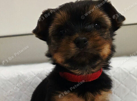 Adorable Yorkshire Terrier Puppies