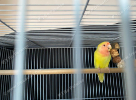 10 week old baby Lutino lovebird