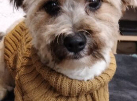 Winston