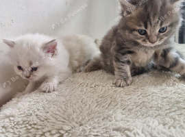 Beautiful British short haired cross kittens for sale