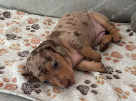 Outstanding KC Reg Miniature Dachshund Puppies &ndash; Ready Now (Walsall)