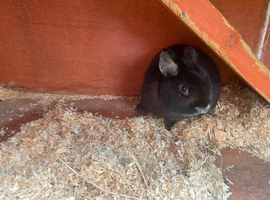 Black male lop rabbit