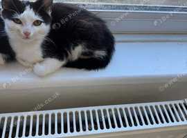 3 kittens