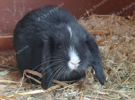 Mini lop buck
