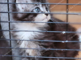 Stunning Xl Mainecoon cub