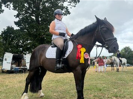 Dark bay 14.2 weld D mare