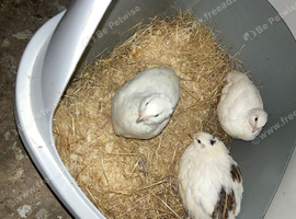 3 female quails 6 weeks