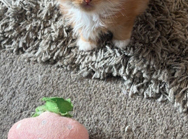 3 ginger kittens