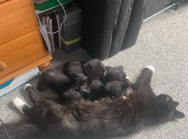 Kittens