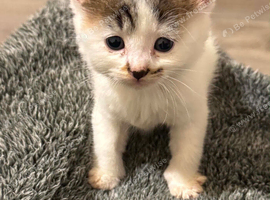 Kittens for Sale