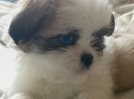 LHASA APSO boy puppies 2 left READY now