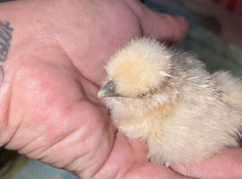 One white silkie day old left
