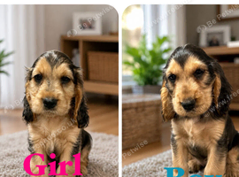 Show type KC Reg Cocker Spaniels from  dna tested parents.