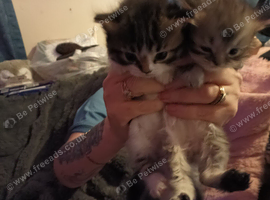 Lovely fluffy brown tabby Scottish straight kittens