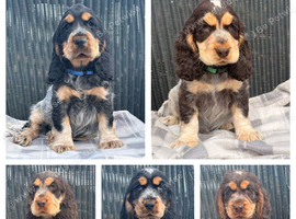 KC registered Show Type Cocker Spaniel Pups DNA tested
