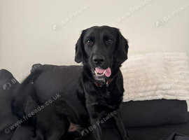 Gorgeous 14-Month-Old Male Labrador Retriever for Sale