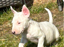 English bull terrier puppies