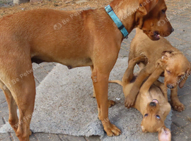 SMOOTH VIZSLA / VIZSLA LAB CROSS