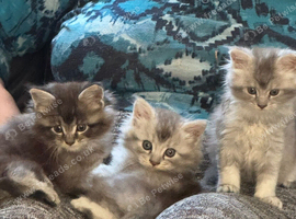 EXCEPTIONAL TICA-REGISTERED MAINE COON KITTENS