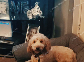 Cockapoo