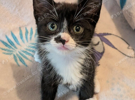 Kittens for sale
