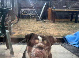 4 year old English Bulldog