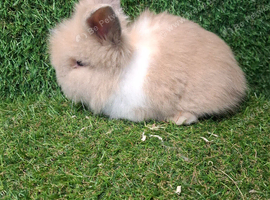DOUBLE MANED LIONHEAD