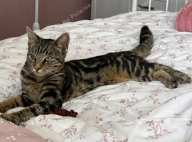 7 month old kitten
