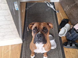 Female puppy boxer