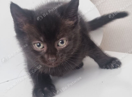 10 week old female kitten
