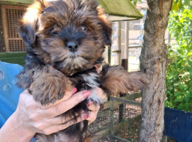 Yorkiepoo pups