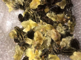 CHICKS/CHINESE PAINTED BUTTON QUAIL !