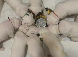 Beautiful litter of white boxer puppies