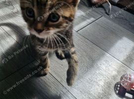 Tabby kittens 8 weeks old 2 boys
