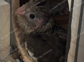 Baby cockatiel for sale
