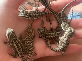 Baby bearded dragons