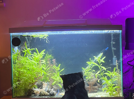 60L Tank full set-up with Fish