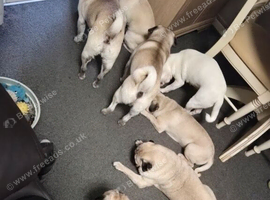 Female pug