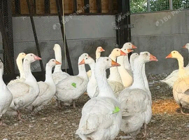 EMBDEN GEESE