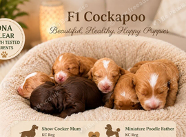 Cockapoo puppies F1