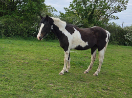 14.2hh coloured mare